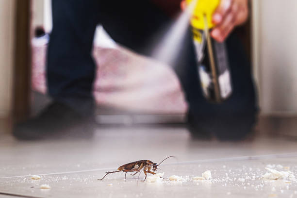 Best Termite Control Services  in Woodson Terrace, MO